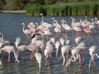 Flamingos (Phoenicopterus) © Thomas Galewski