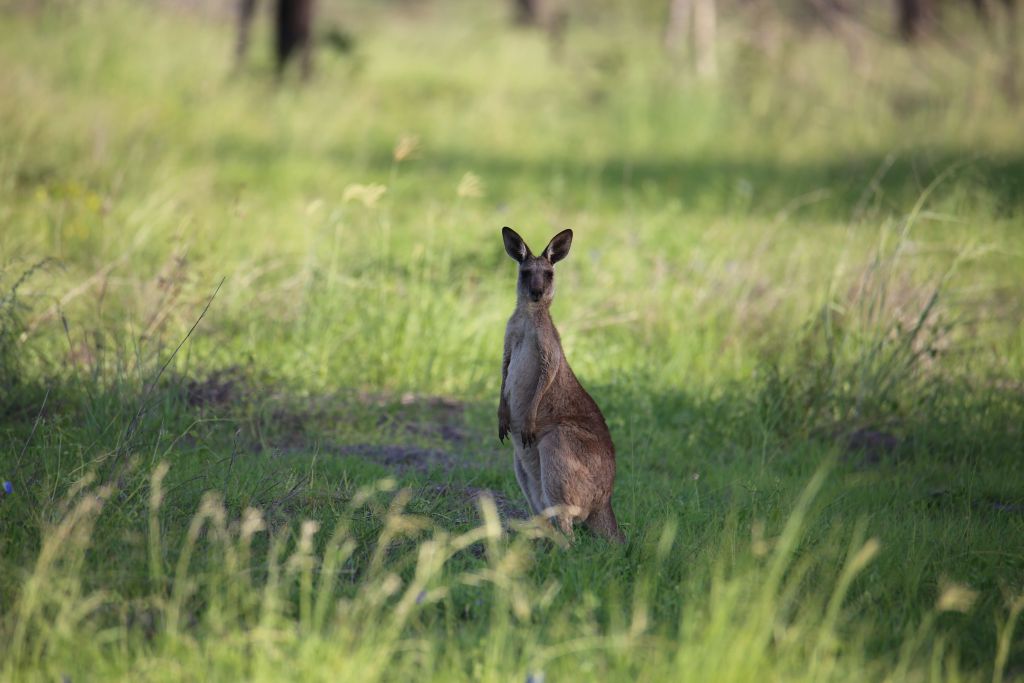 Australia