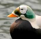 Spectacled Eider (Somateria fischeri) © USFWS