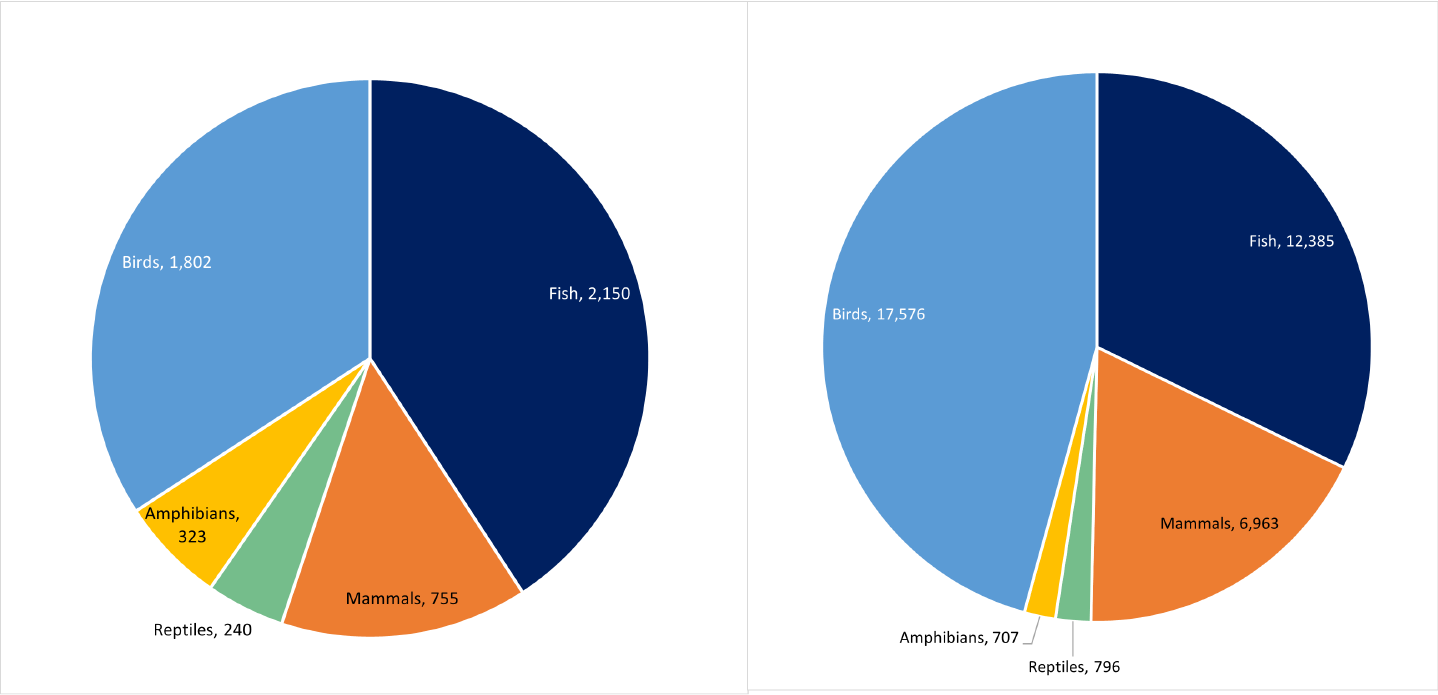 Species and populations by taxonomic class